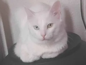 Gato raça SRD-ViraLata idade 2 anos nome TCHUMICO 