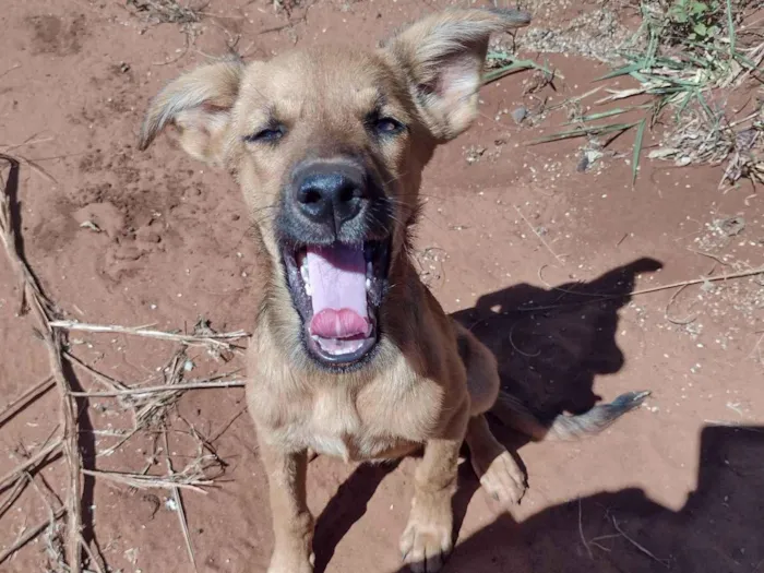 Cachorro ra a SRD-ViraLata idade 2 a 6 meses nome Joao