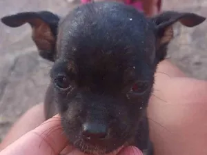 Cachorro raça Porte pequeno  idade 2 a 6 meses nome Sem nome 