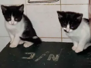 Gato raça  idade 2 a 6 meses nome Macho e fêmea 