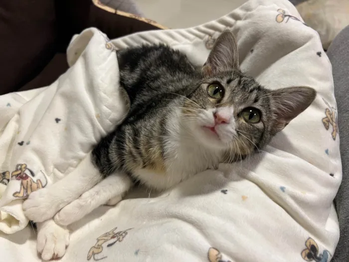Gato ra a SRD idade 2 a 6 meses nome SHOYU