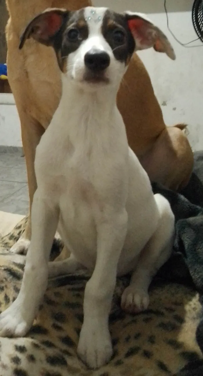 Cachorro ra a SRD idade 2 a 6 meses nome Isabella