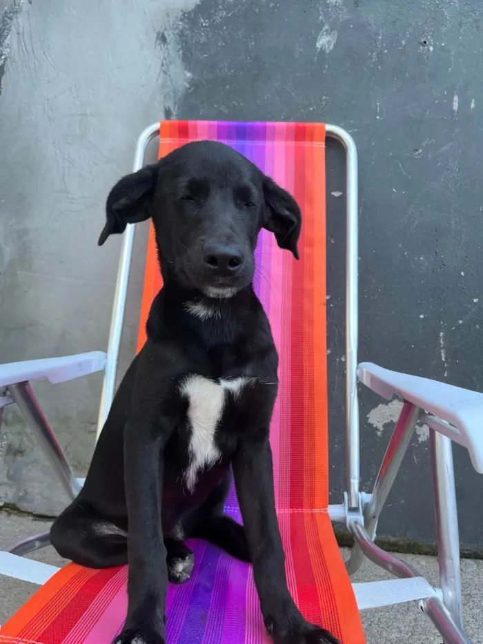 Cachorro ra a SRD-ViraLata idade 2 a 6 meses nome Miguel