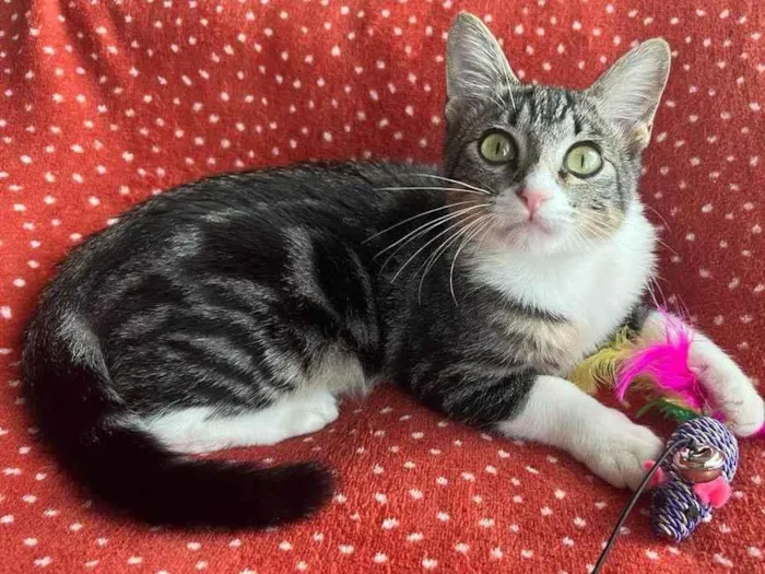 Gato ra a SRD idade 2 a 6 meses nome SHOYU