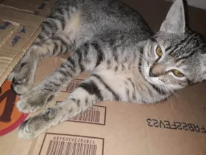 Gato raça Srd idade 2 a 6 meses nome Gatinha 