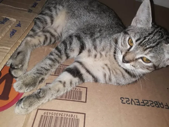 Gato ra a Srd idade 2 a 6 meses nome Gatinha 