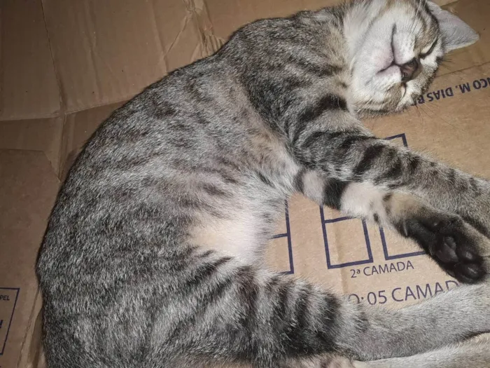 Gato ra a Srd idade 2 a 6 meses nome Gatinha 