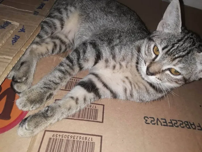 Gato ra a Srd idade 2 a 6 meses nome Gatinha 