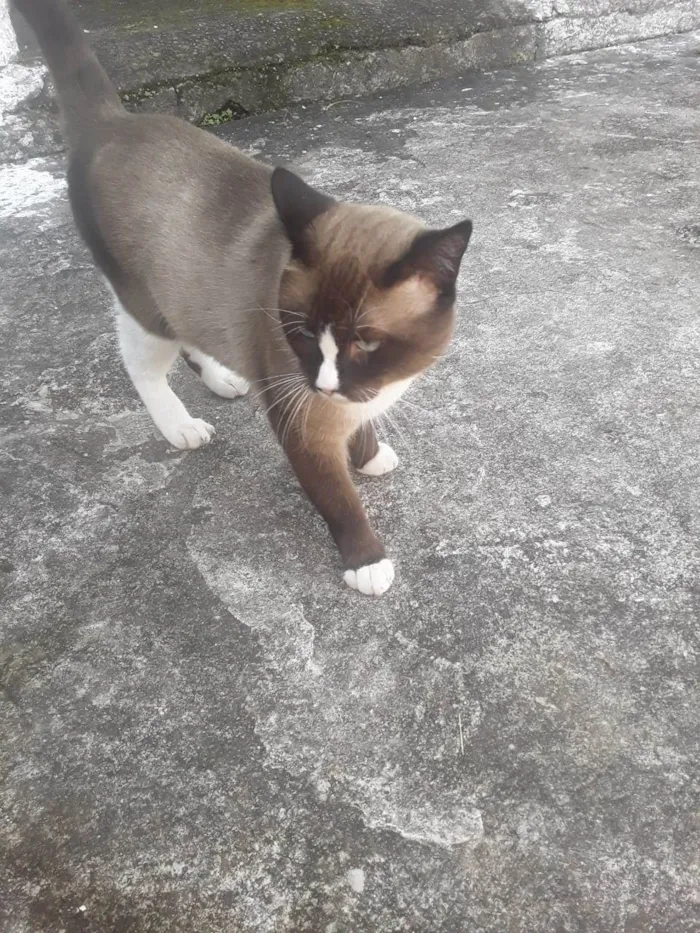 Gato ra a Srd idade 1 ano nome Sialata