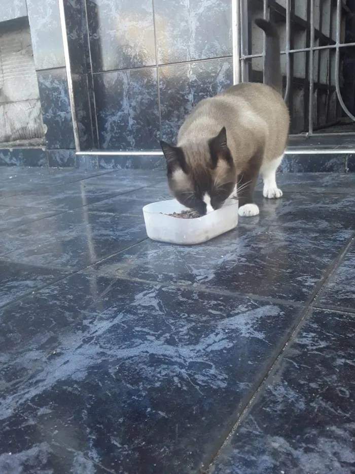 Gato ra a Srd idade 1 ano nome Sialata