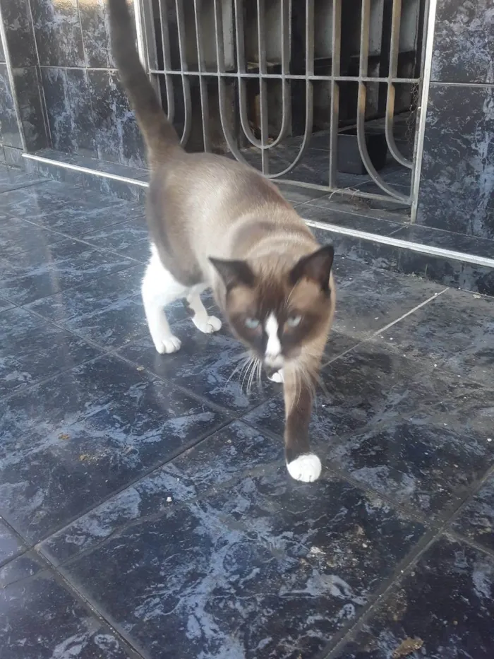 Gato ra a Srd idade 1 ano nome Sialata