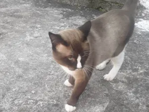 Gato raça Srd idade 1 ano nome Sialata