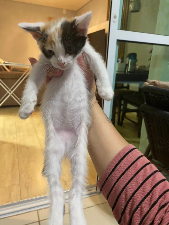Gato ra a Srd idade Abaixo de 2 meses nome Sem nomes