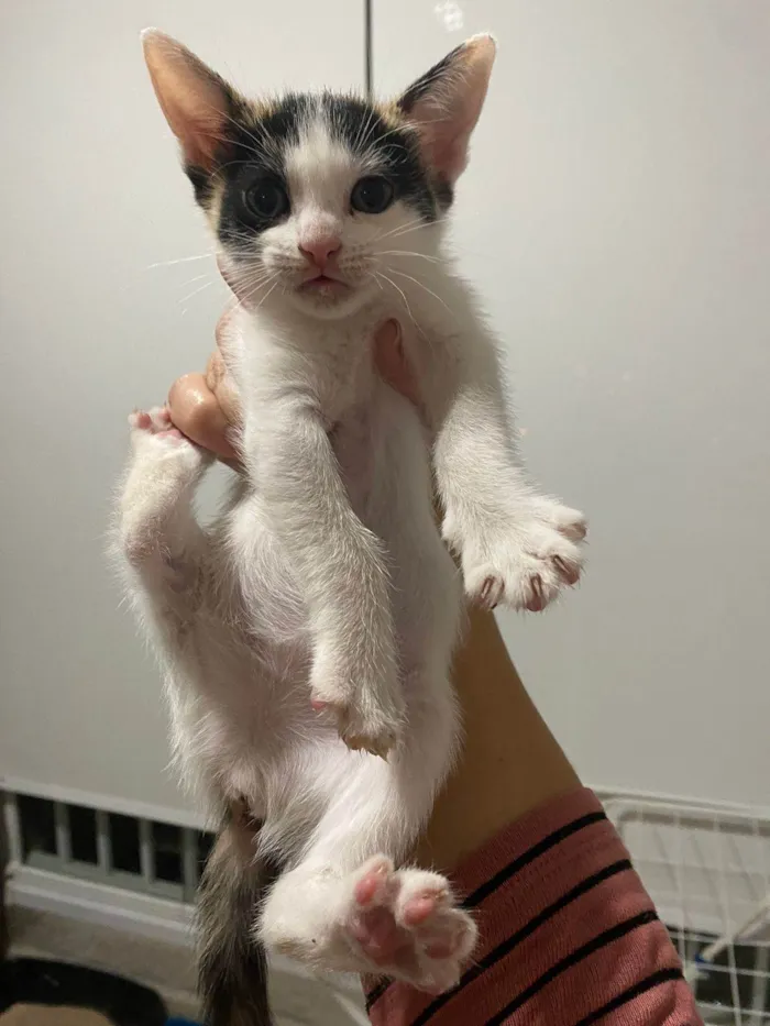 Gato ra a Srd idade Abaixo de 2 meses nome Sem nomes