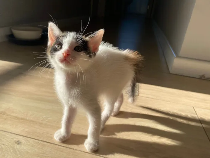 Gato ra a Srd idade Abaixo de 2 meses nome Sem nomes