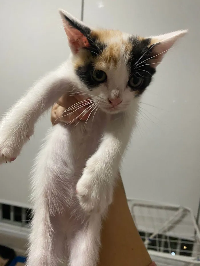 Gato ra a Srd idade Abaixo de 2 meses nome Sem nomes