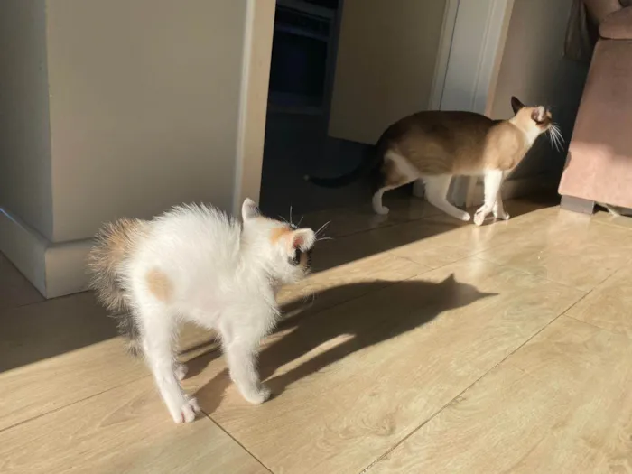 Gato ra a Srd idade Abaixo de 2 meses nome Sem nomes