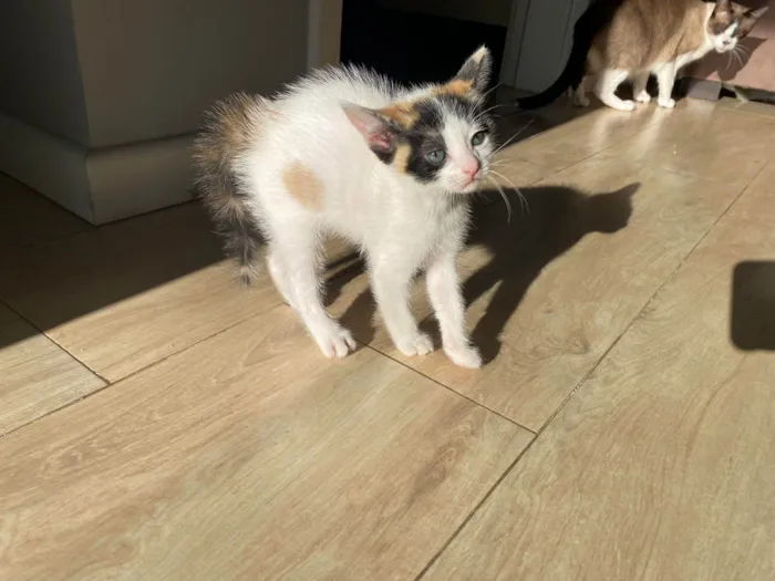 Gato ra a Srd idade Abaixo de 2 meses nome Sem nomes
