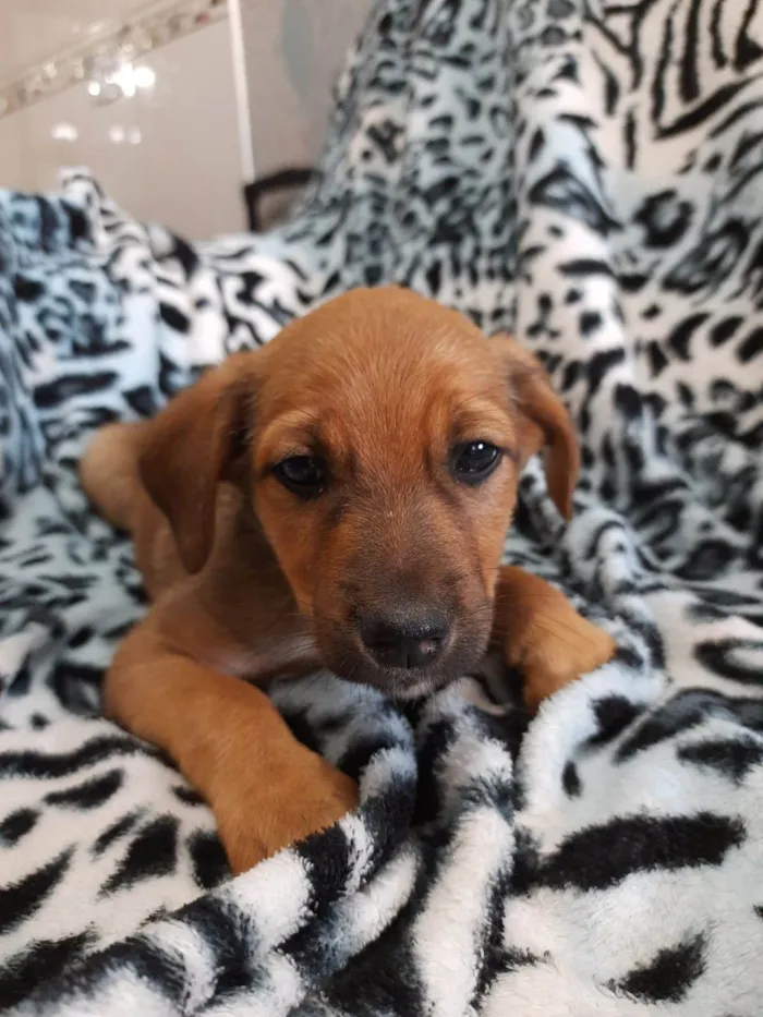 Cachorro raça Sem raça definida idade 2 a 6 meses nome Caramelinho