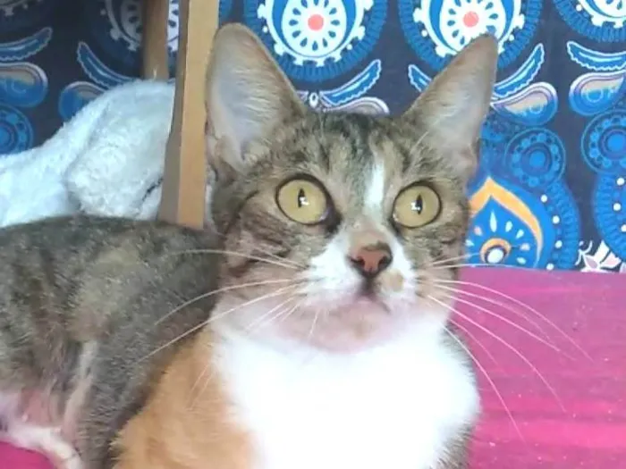 Gato ra a srd tricolor idade 2 a 6 meses nome TYNNA
