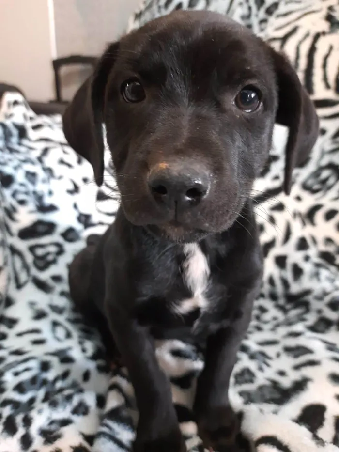 Cachorro raça Sem raça definida  idade 2 a 6 meses nome Chorao