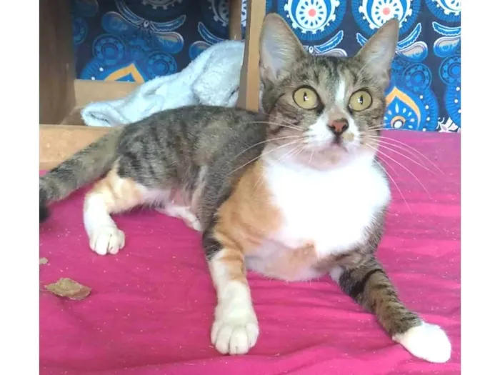 Gato ra a srd tricolor idade 2 a 6 meses nome TYNNA
