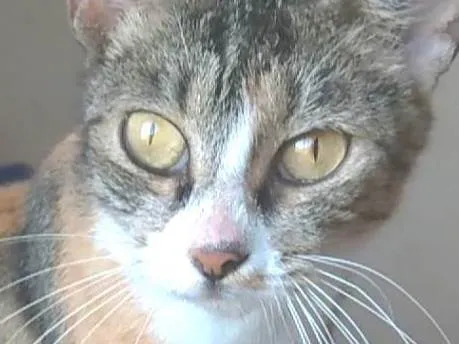 Gato ra a srd tricolor idade 2 a 6 meses nome TYNNA