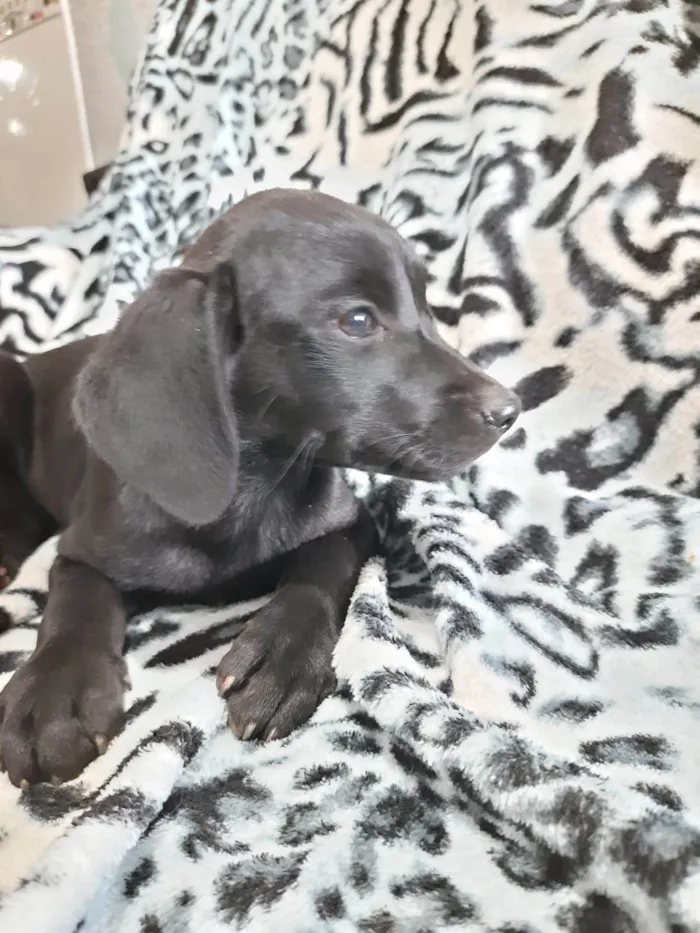 Cachorro raça Sem raça definida  idade 2 a 6 meses nome Orelhão 