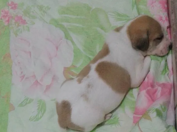 Cachorro ra a SRD-ViraLata idade 2 a 6 meses nome Paçoca