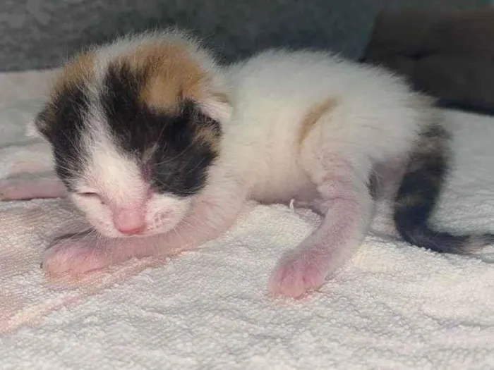 Gato ra a Srd idade Abaixo de 2 meses nome Sem nomes