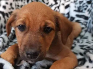 Cachorro raça Sem raça definida idade 2 a 6 meses nome Caramelinho