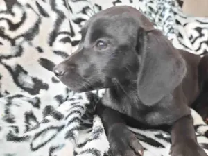 Cachorro raça Sem raça definida  idade 2 a 6 meses nome Orelhão 