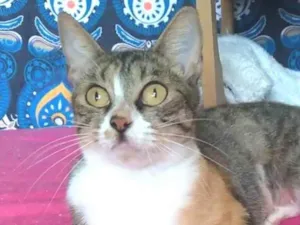Gato raça srd tricolor idade 2 a 6 meses nome TYNNA