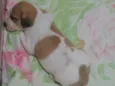 Paçoca