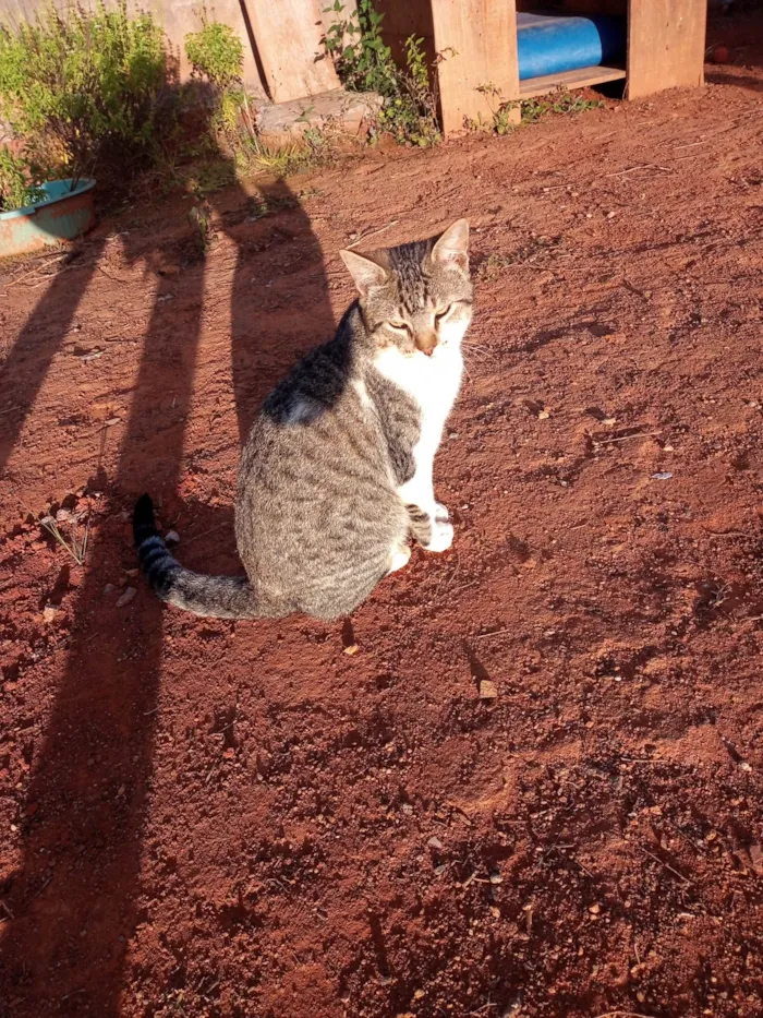 Gato ra a Vira lata idade 7 a 11 meses nome Miu