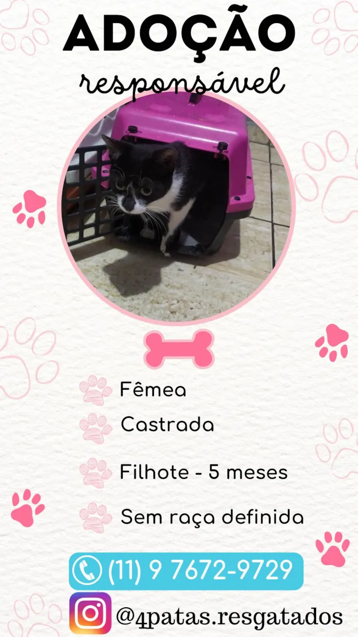 Gato ra a Srd idade 2 a 6 meses nome Maraísa 