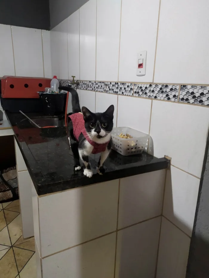 Gato ra a Srd idade 2 a 6 meses nome Maraísa 