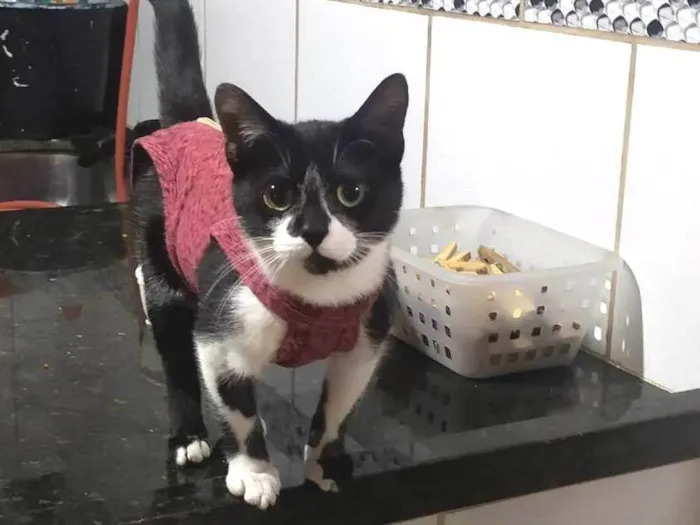 Gato ra a Srd idade 2 a 6 meses nome Maraísa 
