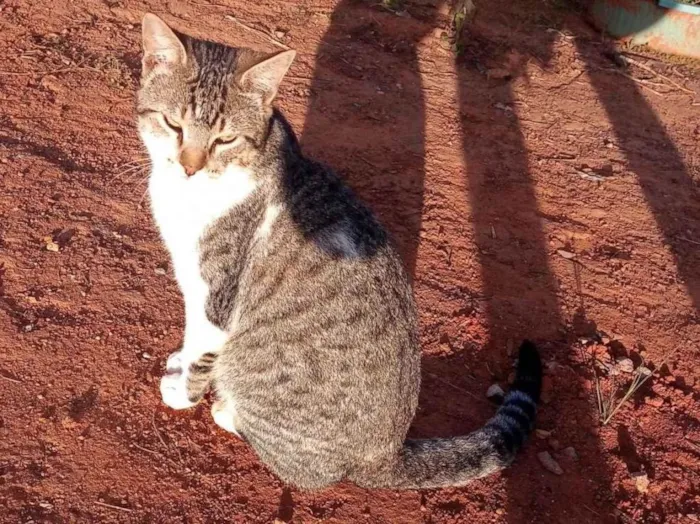 Gato ra a Vira lata idade 7 a 11 meses nome Miu