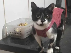 Gato raça Srd idade 2 a 6 meses nome Maraísa 