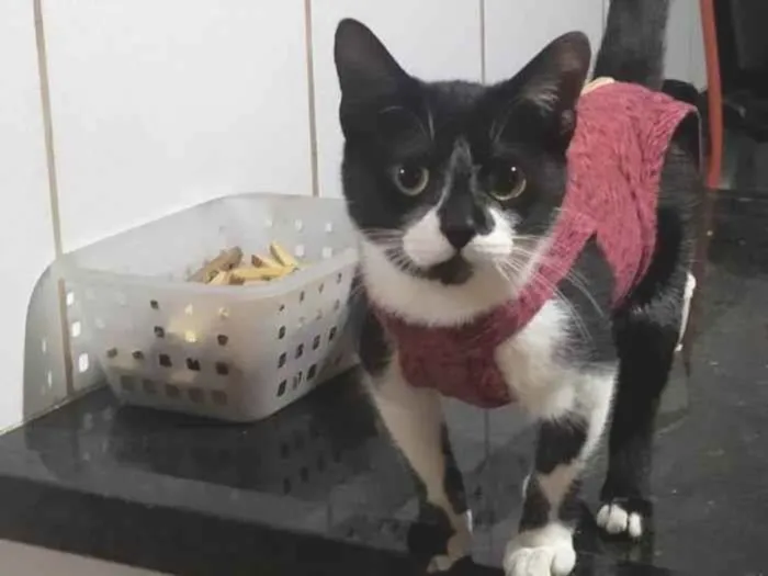 Gato ra a Srd idade 2 a 6 meses nome Maraísa 