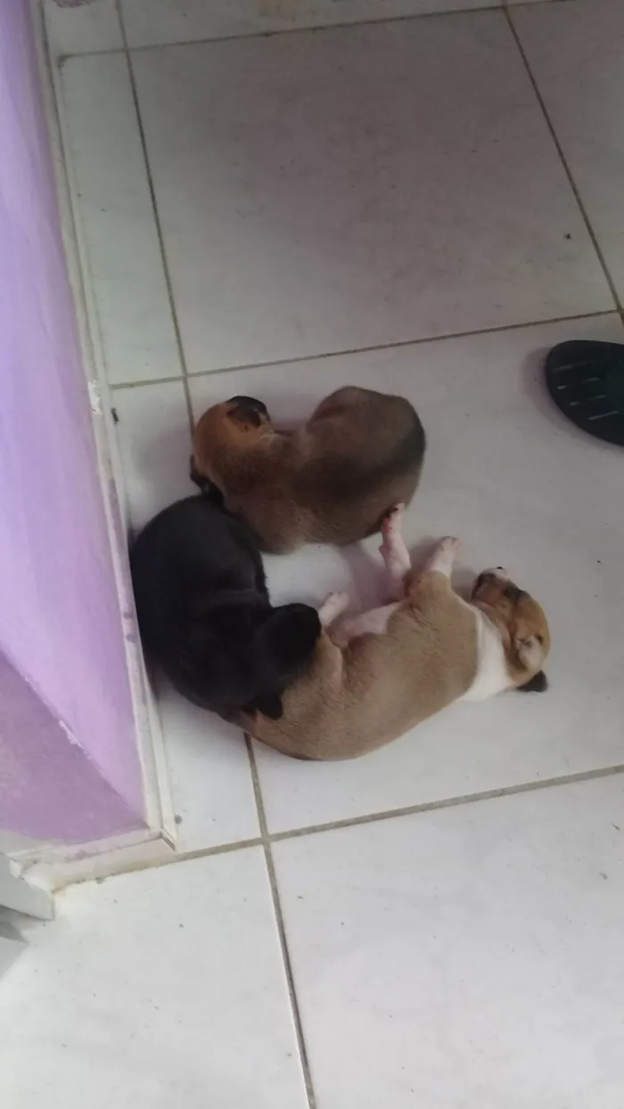 Cachorro ra a SRD-ViraLata idade Abaixo de 2 meses nome Filhotes de Paçoca