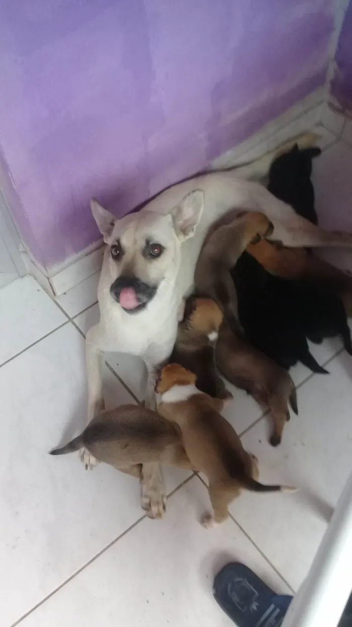 Cachorro ra a SRD-ViraLata idade Abaixo de 2 meses nome Filhotes de Paçoca