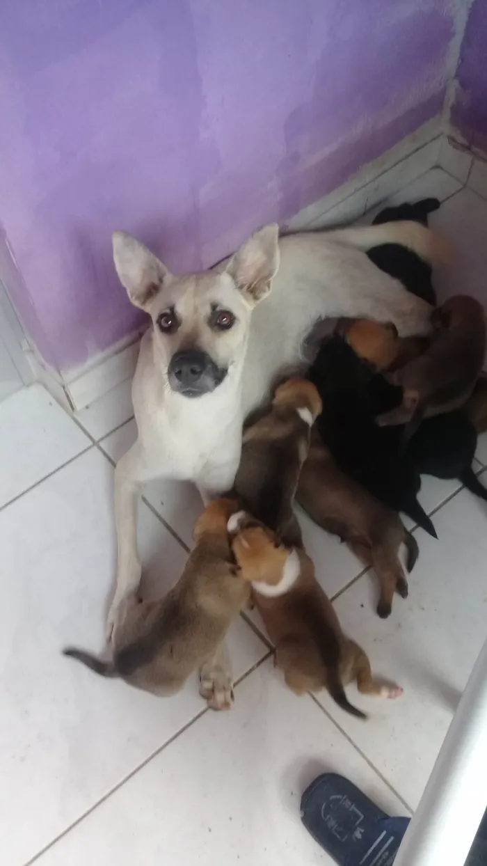 Cachorro ra a SRD-ViraLata idade Abaixo de 2 meses nome Filhotes de Paçoca