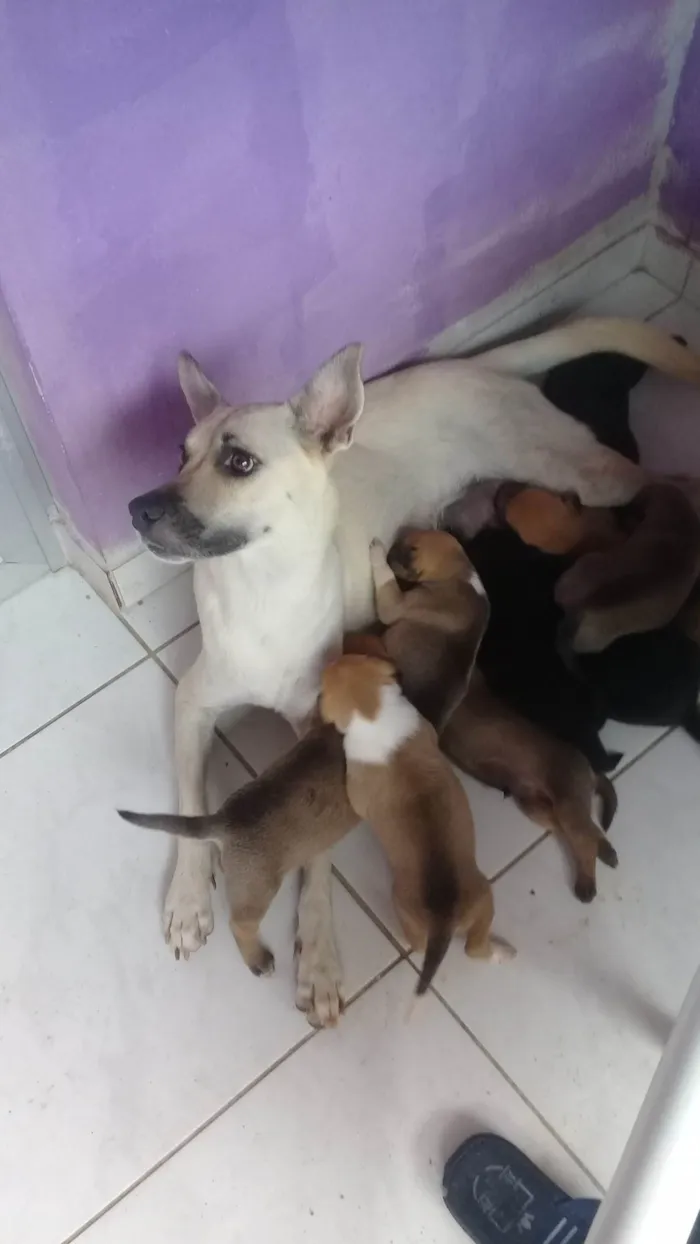 Cachorro ra a SRD-ViraLata idade Abaixo de 2 meses nome Filhotes de Paçoca