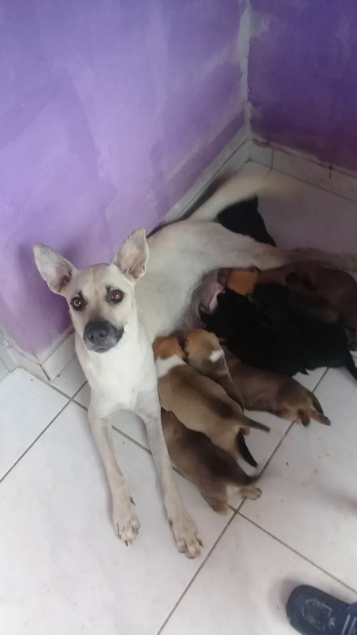 Cachorro ra a SRD-ViraLata idade Abaixo de 2 meses nome Filhotes de Paçoca