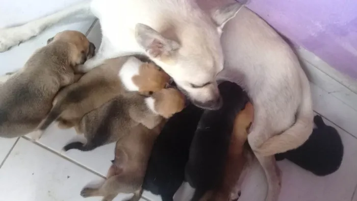 Cachorro ra a SRD-ViraLata idade Abaixo de 2 meses nome Filhotes de Paçoca