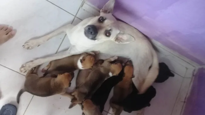 Cachorro ra a SRD-ViraLata idade Abaixo de 2 meses nome Filhotes de Paçoca