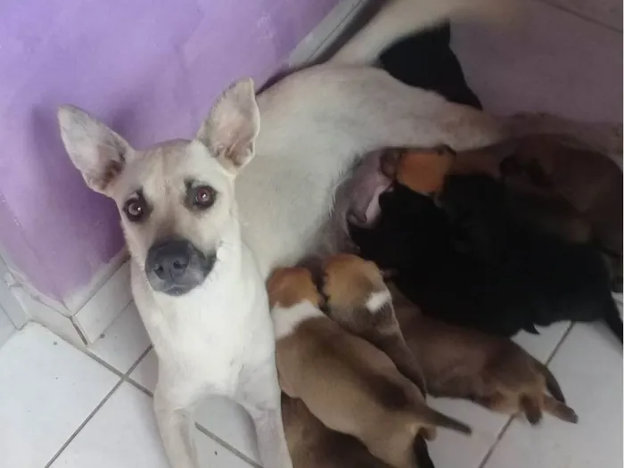 Cachorro ra a SRD-ViraLata idade Abaixo de 2 meses nome Filhotes de Paçoca