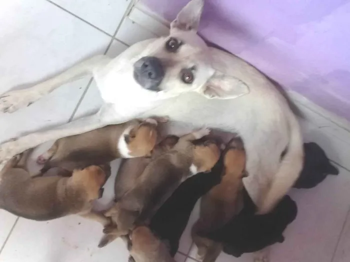 Cachorro ra a SRD-ViraLata idade Abaixo de 2 meses nome Filhotes de Paçoca